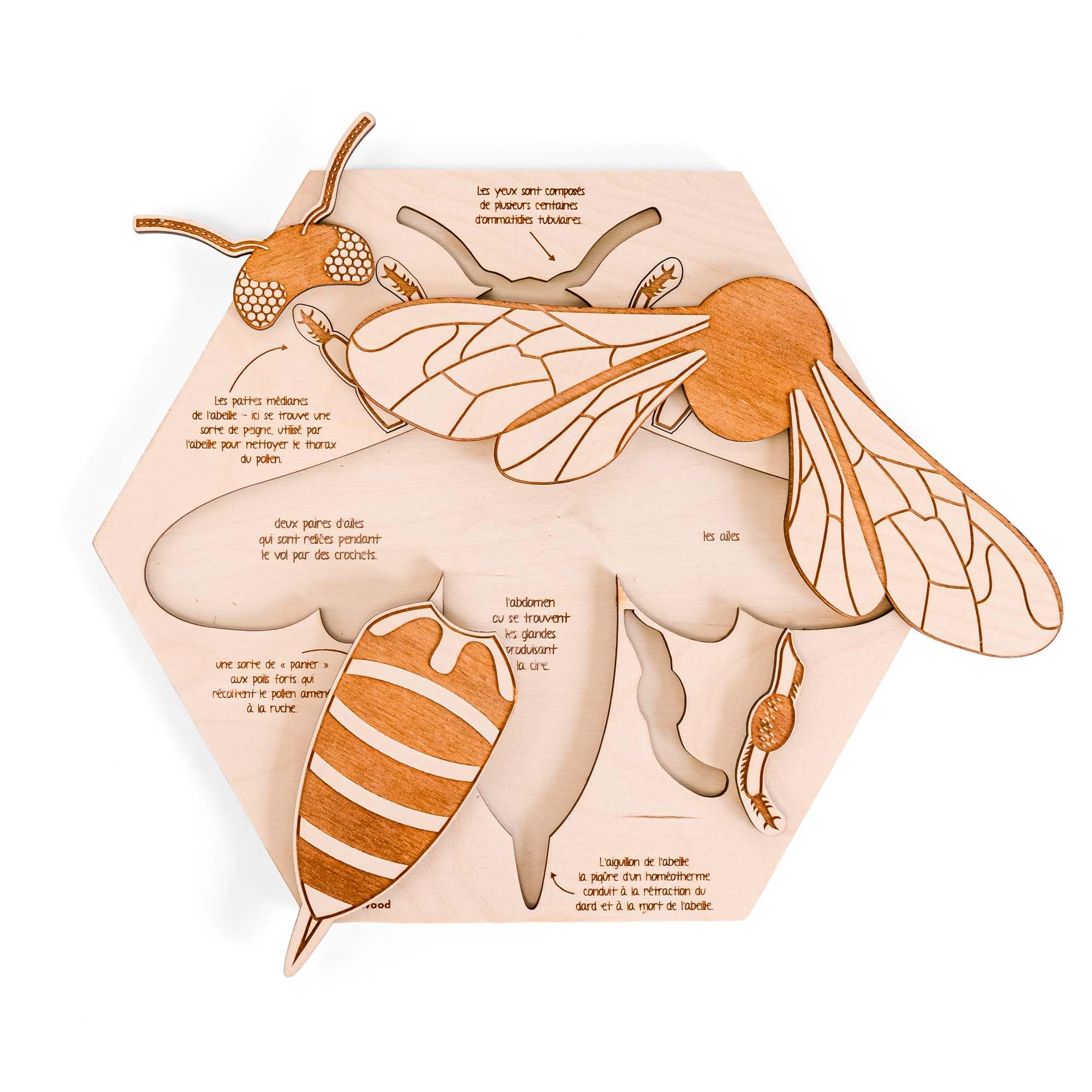 Puzzle éducatif en Bois - L'anatomie de l'abeille