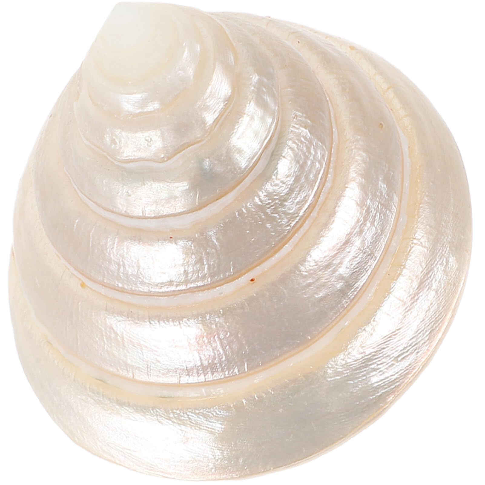 Unomor Conch Shell Ornaments Shell Decor Desktop Shell Craft Clam Shells DIY Shell Ornaments Conch Shells Coastal Shell Seashell Embellishment Decor Office Delicate Decorations