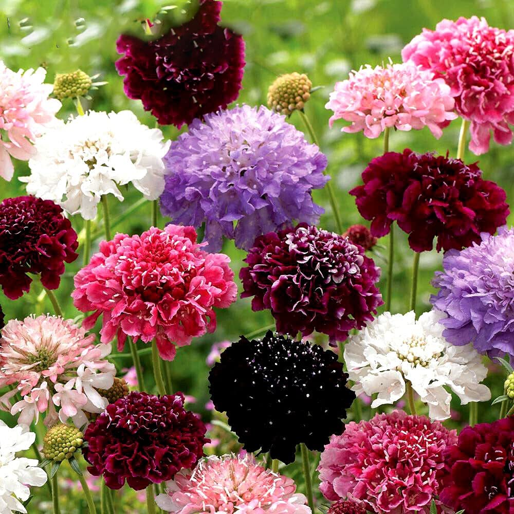 Buy TRTO Pincushion Flower Double Dwarf Mix 25 Scabiosa