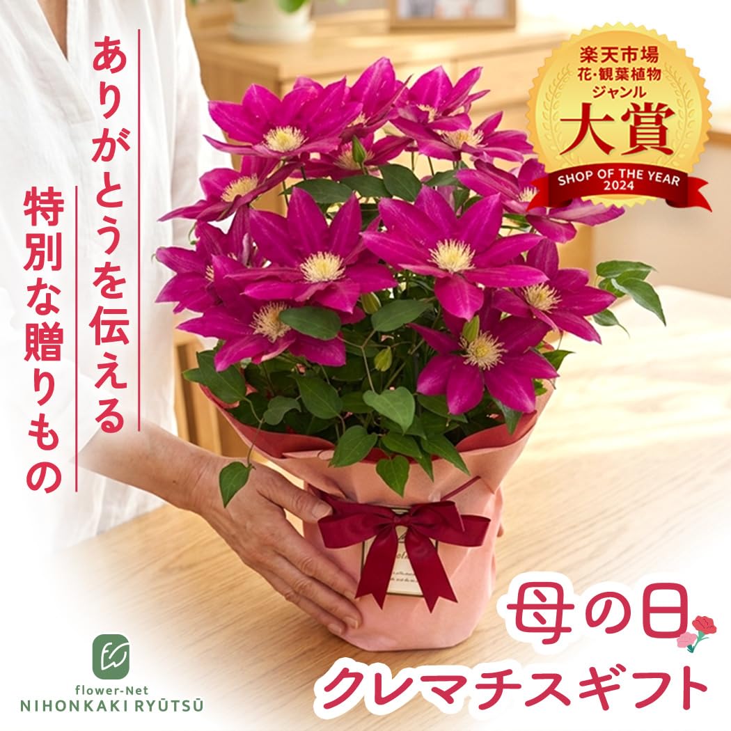 Amazon.co.jp: 【心を込めて贈る】 母の日 花 クレマチス 紅姫 5号鉢