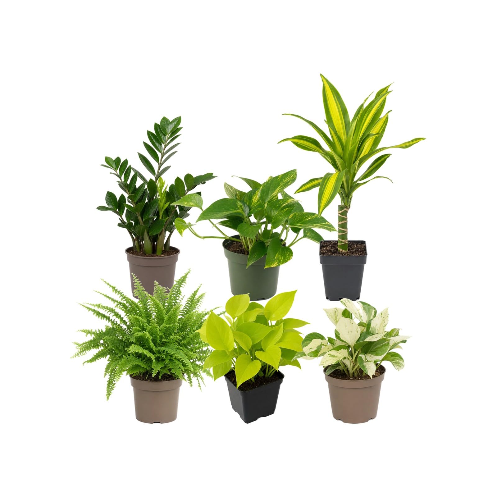 DECOALIVE Pack 6 Plantas de Interior: Calidad del Aire en Ensayos