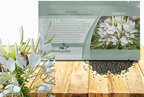 Outsidepride White Cleome Seeds - 1000 semillas de flores anuales con flores grandes, aireadas, arañas, tolerantes a la sequía para xeriscaping,