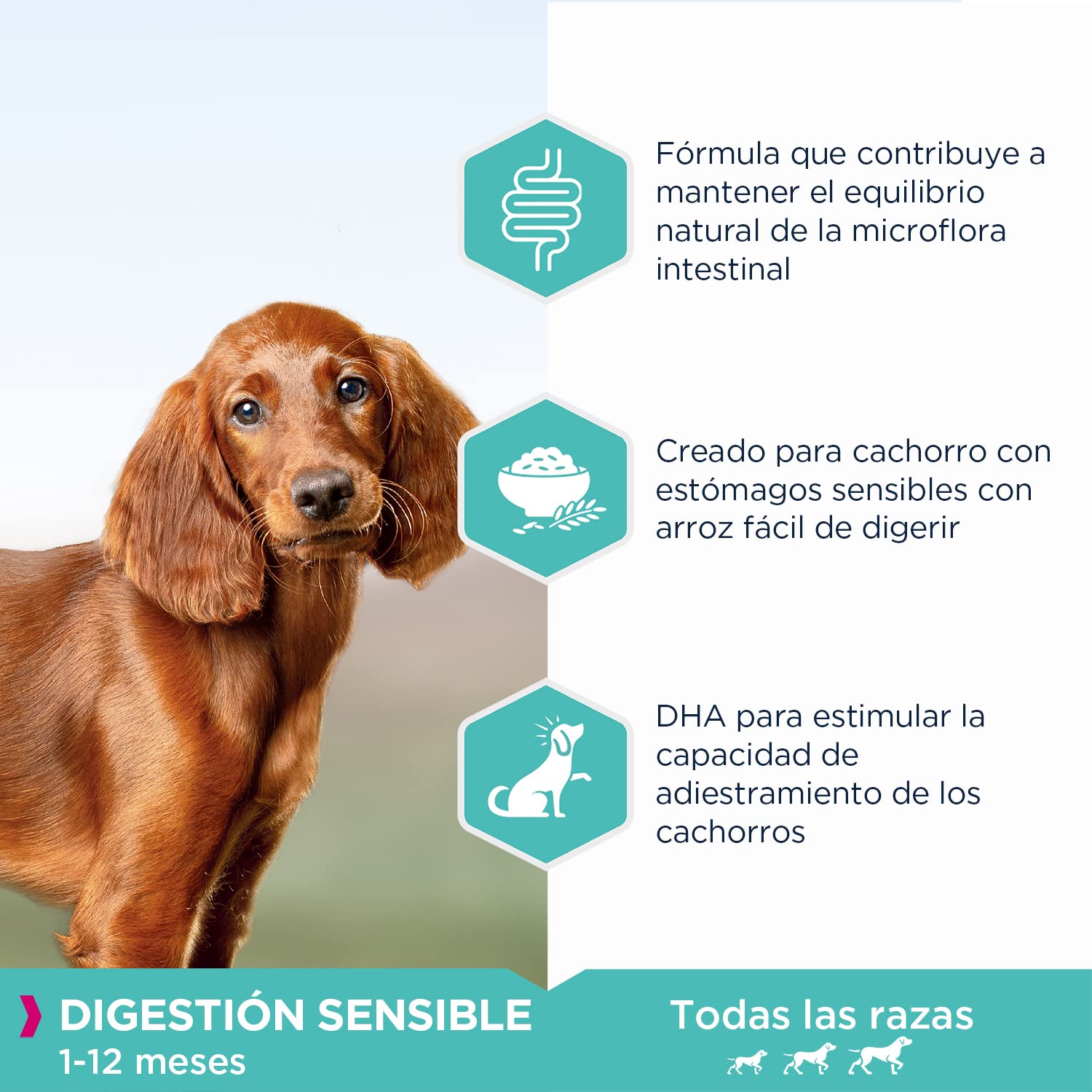 EUKANUBA Daily Care Alimento seco para cachorros con digestión sensible, creado para perros con estómagos sensibles, 12 kg