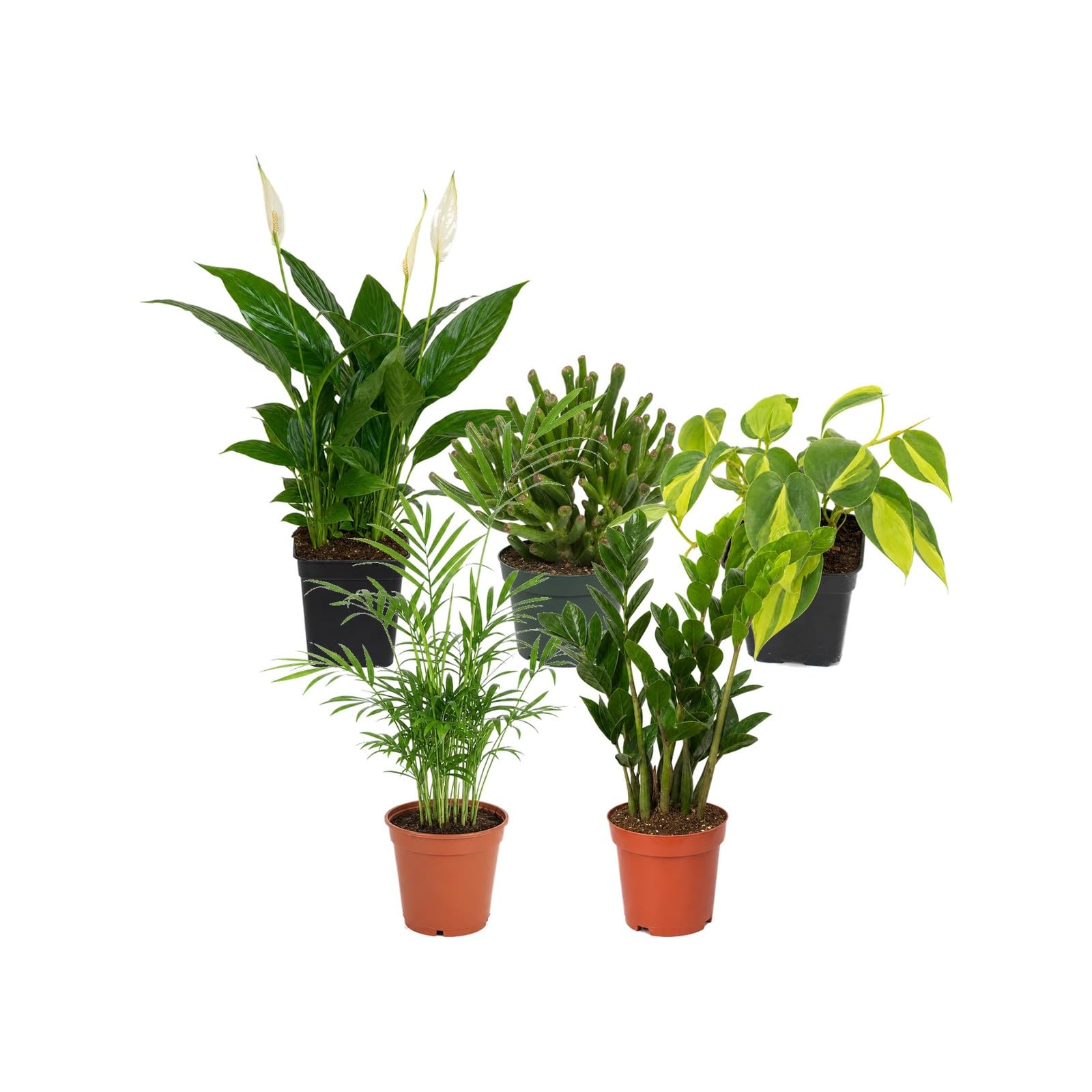 DECOALIVE Pack 5 Plantas de Interior: Exposición Botánica Interior
