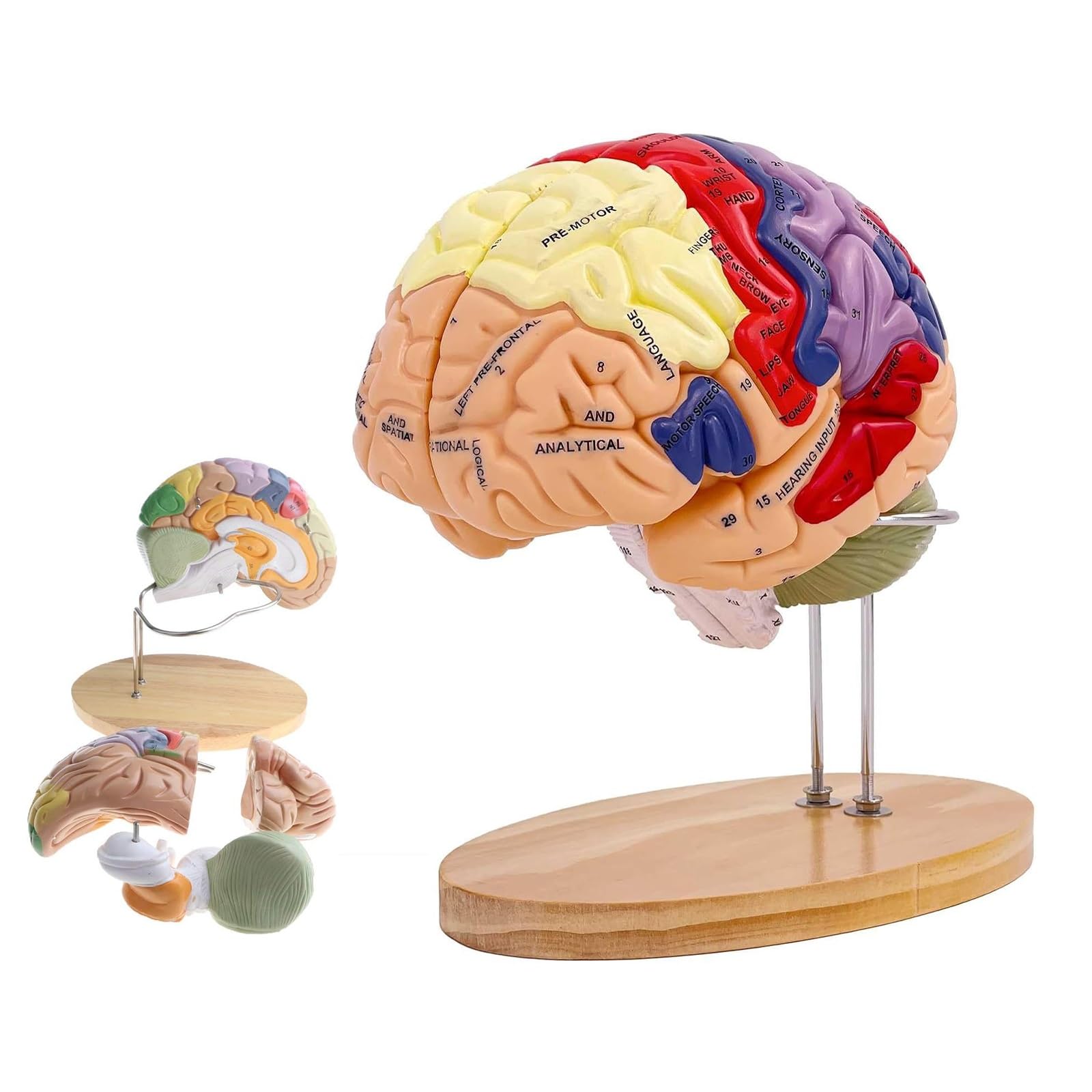 Mannequin humain AMITD code couleur pour éviter les erreurs d'anatomie