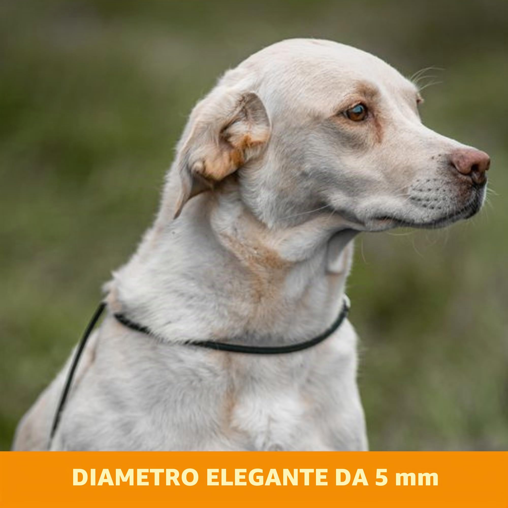 Dog & Field Signature Guinzaglio a Cappio per Cani, Viola. Guinzaglio a Cappio Leggero da 1,25 m, con Fermo Scorrevole in Gomma per l'Addestramento - Non Serve Collare o Pettorina (Viola)
