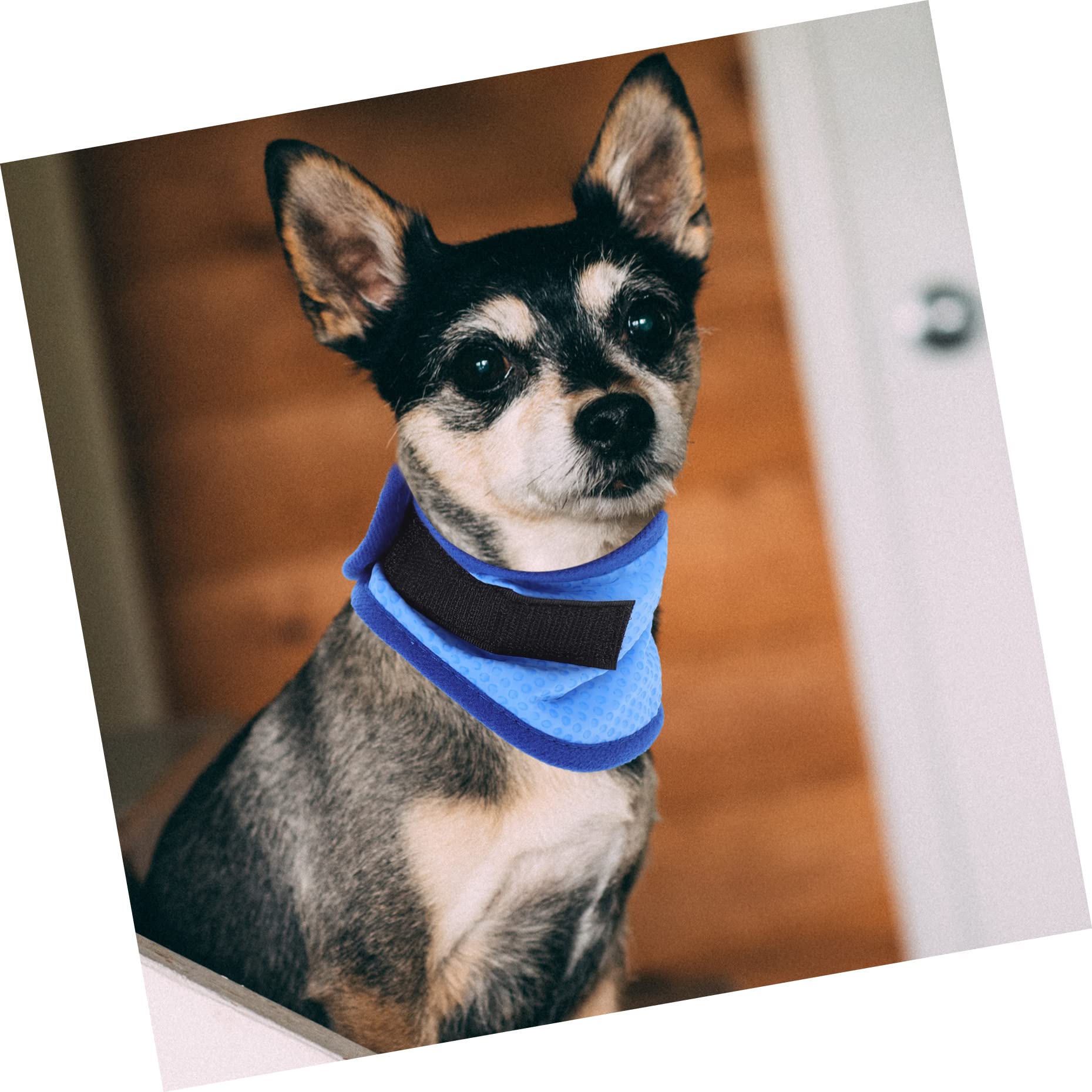 Mipcase 4stücke Pet Cooling Towel Für Hunde Atmungsaktiver Kühl-schal Für Sommeraktivitäten Leicht Und Tragbar Zur Temperaturregulierung Für Kleine Bis Mittelgroße Haustiere Mit
