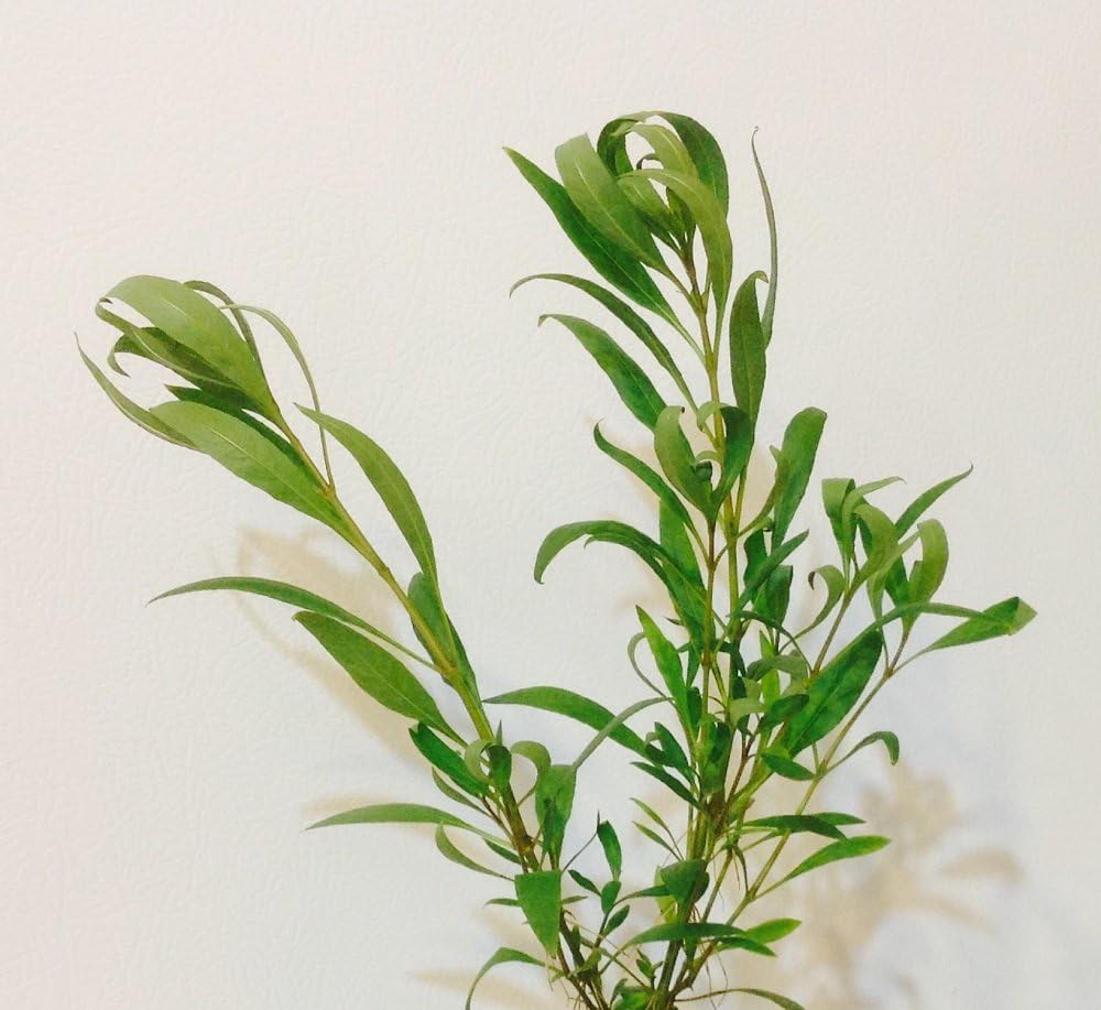 6 Stems of Narrow Leaf Hygro (Hygrophilia corymbosa “Siamensis”) by Aquarium Plants Galore