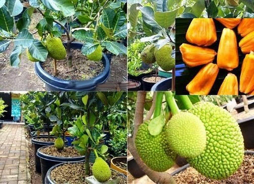 Creative Farmer Live Red Jack Fruit Tree Rare - Tropical 1 Healthy Plant - Dwarf Jackfruit Early Fruit Bearing Variety Bud Plant (B08P5RVP5S) Amazon Price History, Amazon Price Tracker