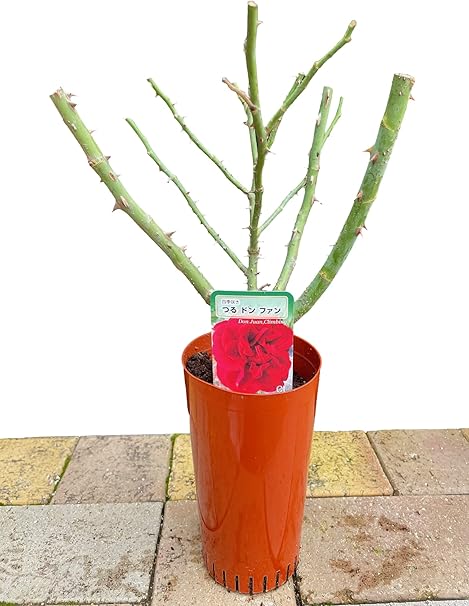 Amazon 2年生バラ大苗 つるバラ ドンファン 大苗 4号 1個 Cl Rose Don Juan ローズガーデン 園芸 ガーデニング 鉢花 鉢植え 苗木 花苗 誕生日 記念日 プレゼント 贈り物 つるバラ ドンファン 大苗4号1個 観葉植物 オンライン通販