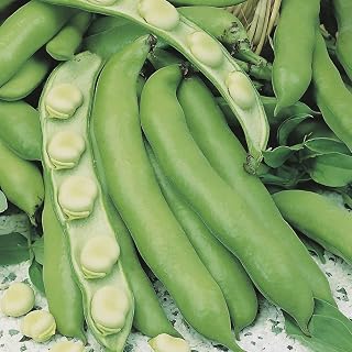 30 Professional Certified Seed Broad Bean Sutton Dwarf Beans Seeds
