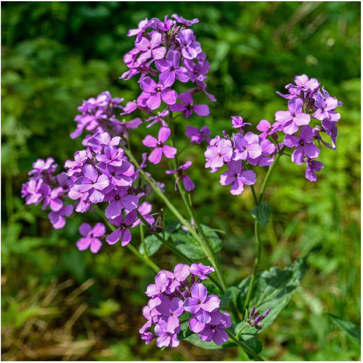 Everwilde Farms - 1 Lb Dame's Rocket Wildflower Seeds - Gold Vault