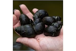 Live Japanese Trapdoor Pond Snails | 50 Count | Natural Pond Cleaner