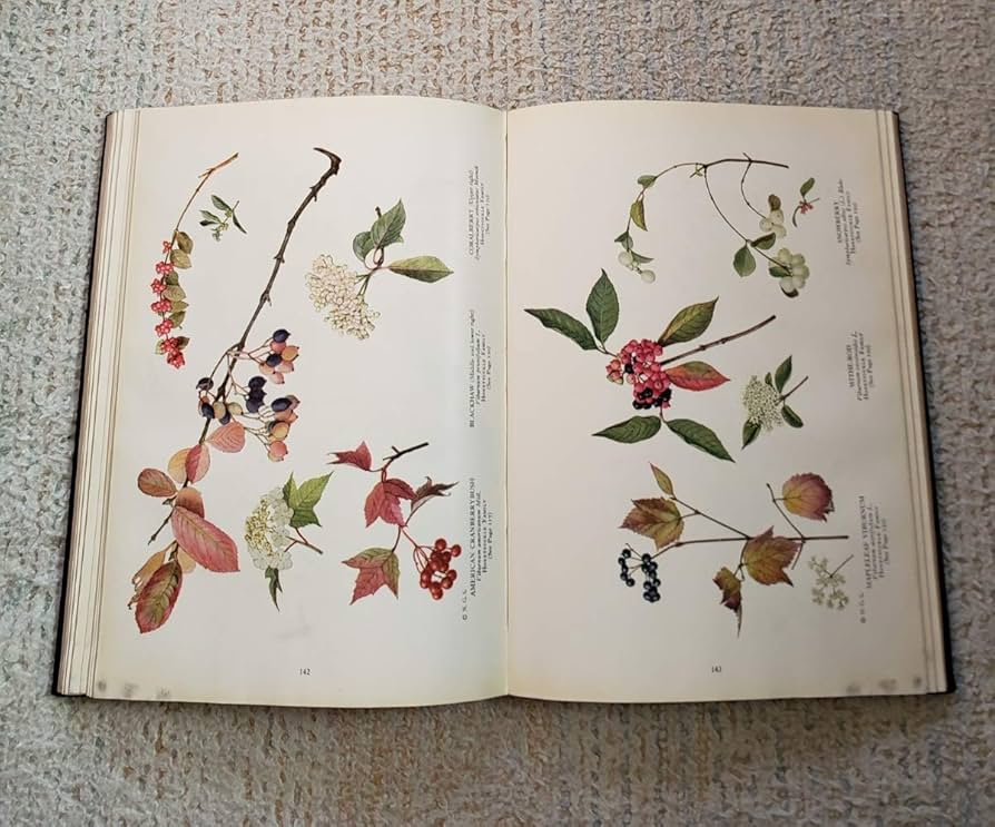 1924年 米国 人気 野生植物 図鑑 Amazon | 1924年 米国 野生植物図鑑『The Book of Wild Flowers