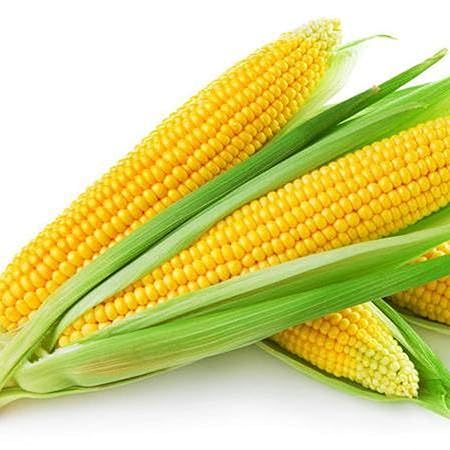 VibeX High Germination Yellow Corn Seeds-250 Seeds