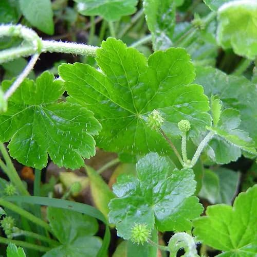 Miniatura 5 de Gotu Kola Seeds (Hydrocotyl asiatica) Más de 50 semillas de hierbas medicinales raras en cápsulas de semillas congeladas para el jardinero y