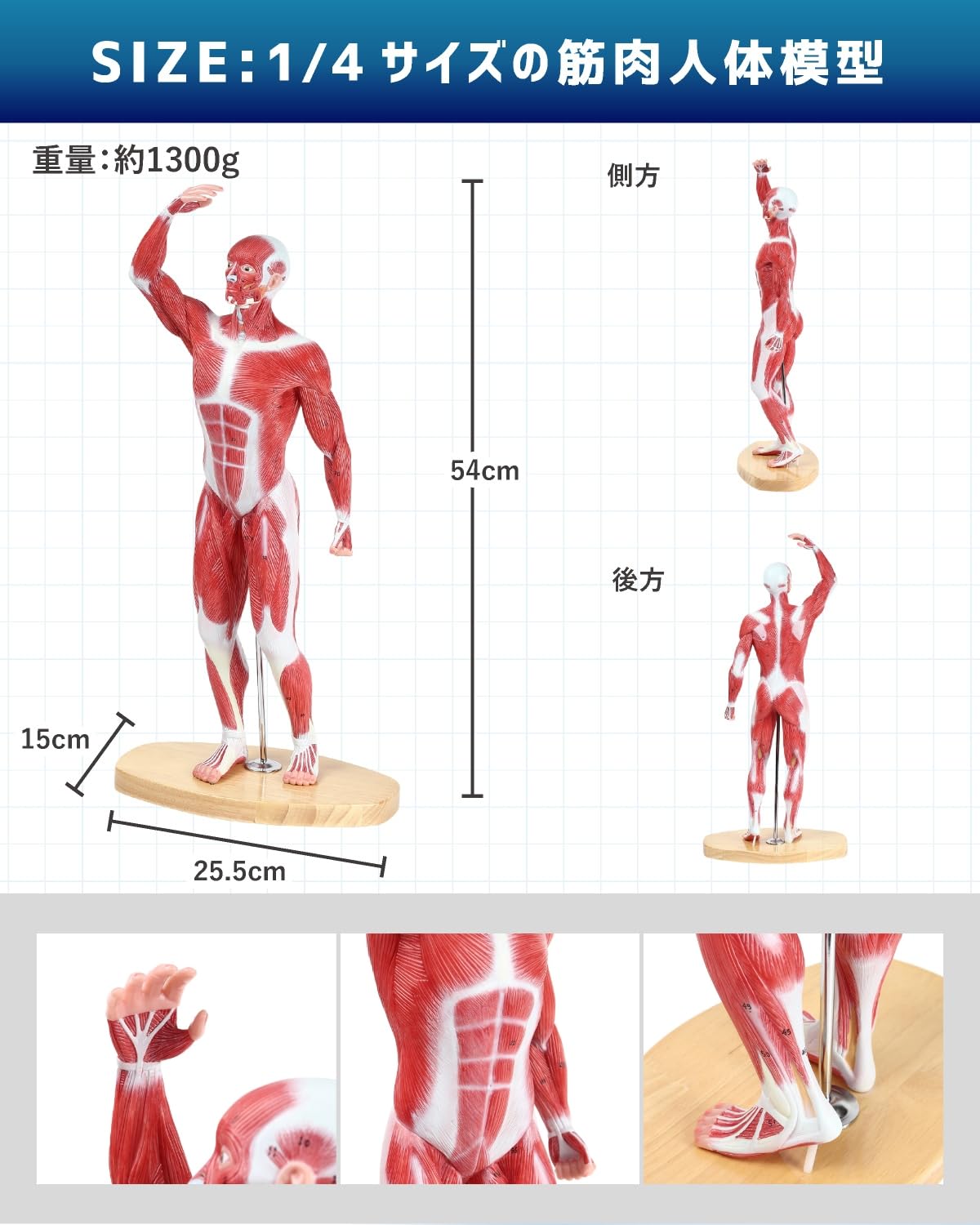 リアル筋肉人体模型 54cm 約1/4サイズ 教育・医療学習に Amazon.co.jp: KIYOMARU 54cmのリアルな筋肉人体模型 約1/4サイズの