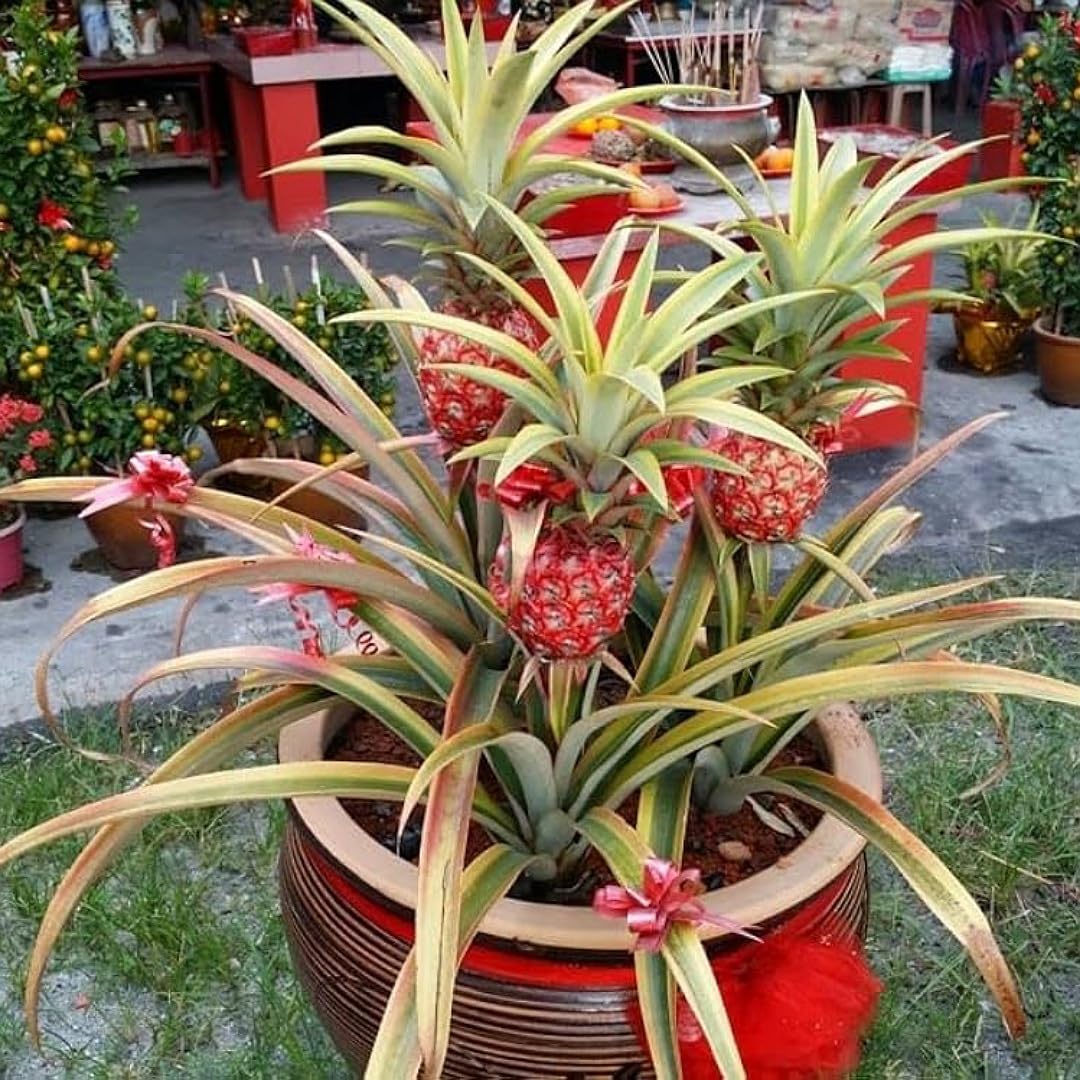 SANJU Live Plant juicy & testy red Pineapple plant (B0CTPZ122S) Amazon Price History, Amazon Price Tracker