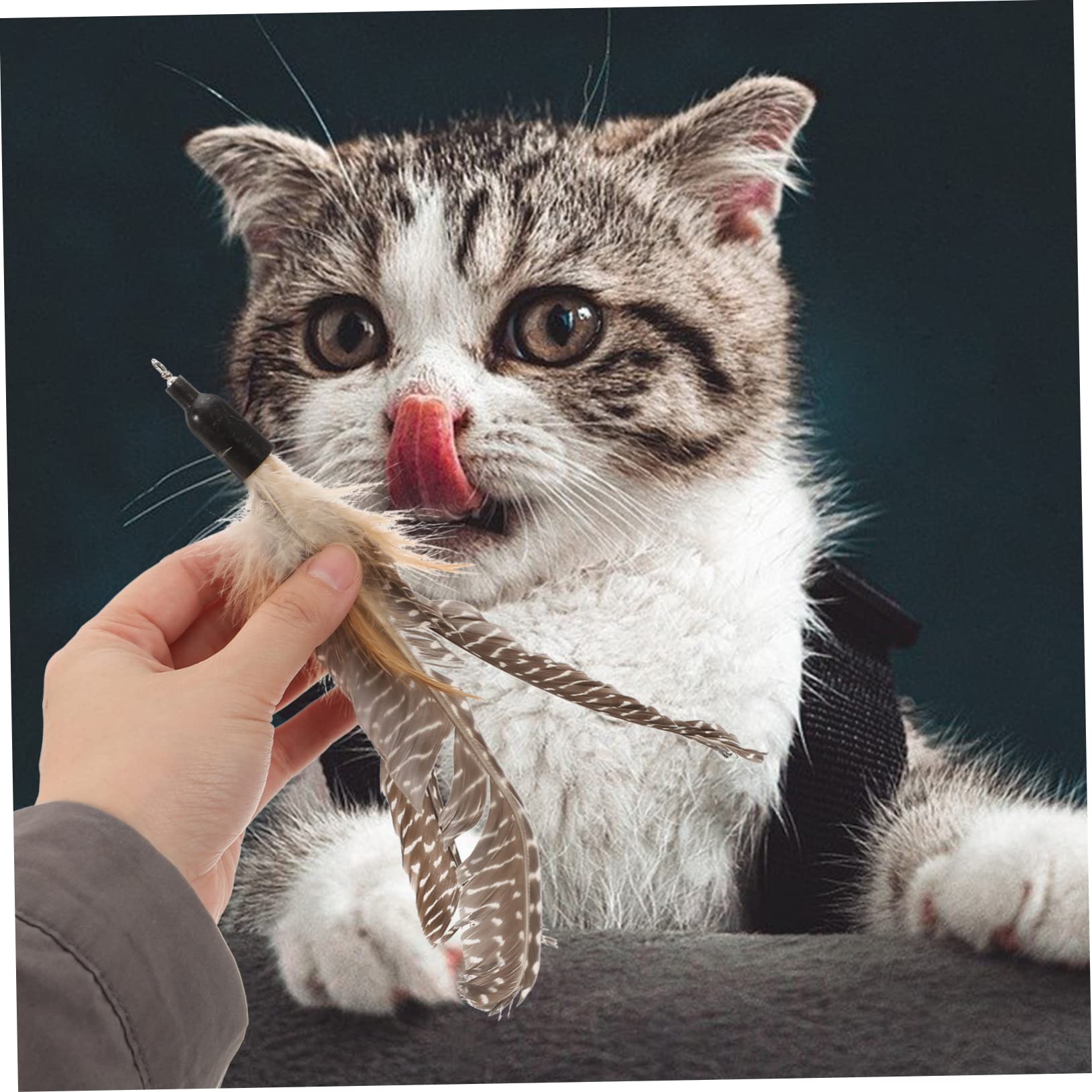 Supvox 40stücke Katzenangel Ersatzspielzeug Mit Bunten Federn Interaktive Teaser Für Katzen Zum Spielen Und Jagen Fördert Die Beziehung Zwischen Ihnen Und Ihrem Haustier