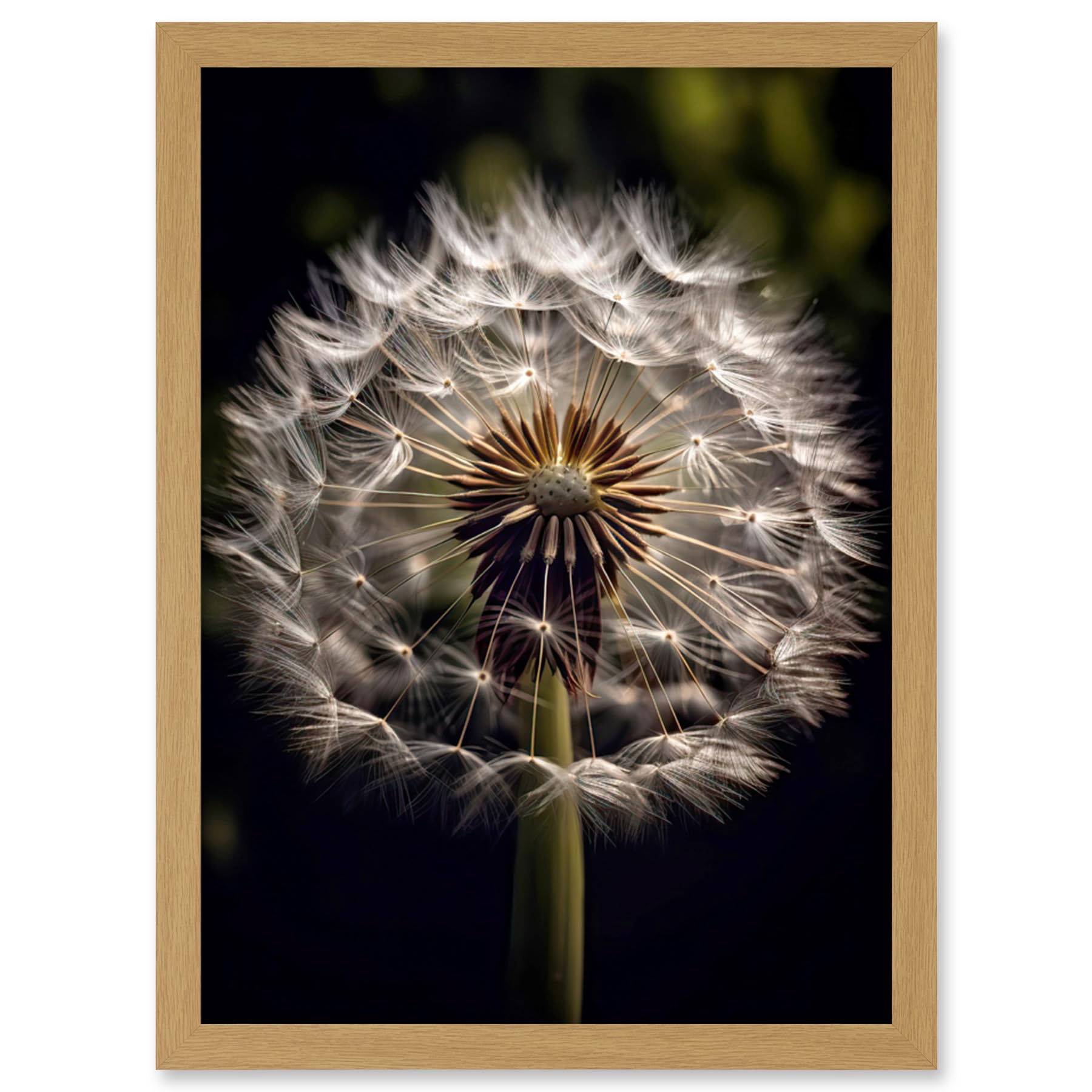 Artery8 Dandelion Flower Pappus Macro Photograph Dark Close Up Detail Artwork Framed Wall Art Print A4