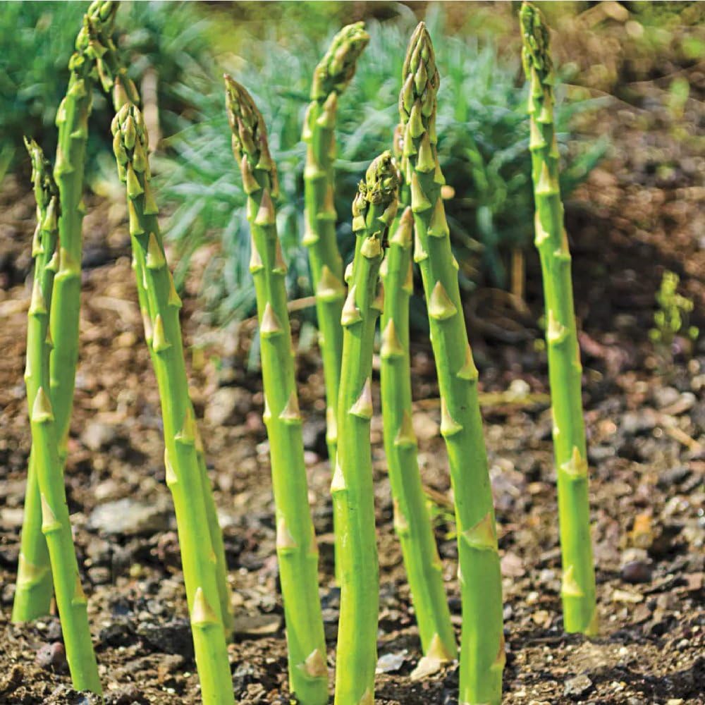 GARDENIFY INDIA ASPARAGUS HERB SEEDS (50 SEEDS/PACKET) (B0947DBW6M) Amazon Price History, Amazon Price Tracker