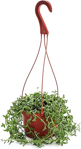 Shop Succulents | Cadena de suculentas de delfín | Seleccionada a mano para la salud y el tamaño de la planta colgante, 6 pulgadas