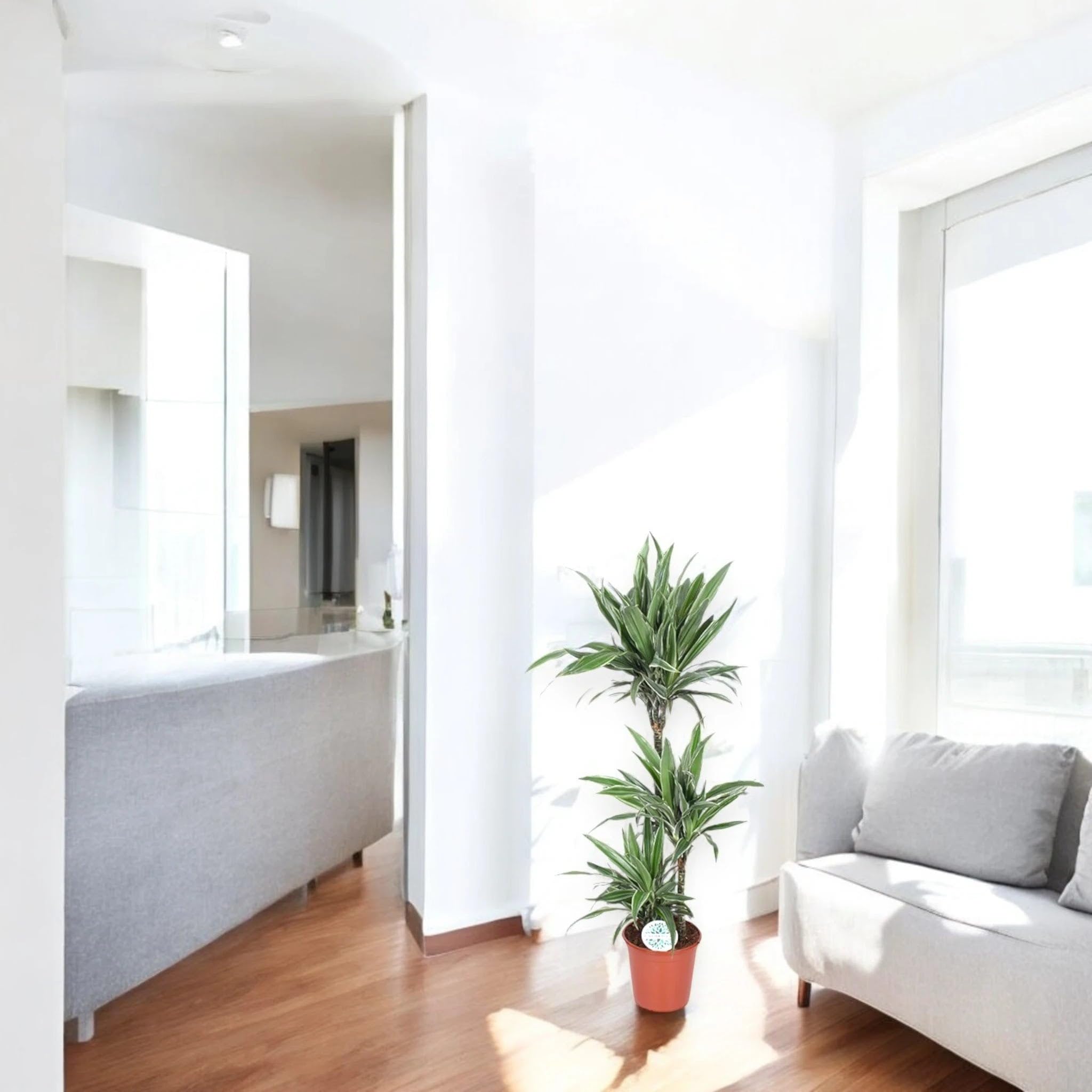 Dracaena fragrans 'Warneckei' Pianta da Interno, Verde e Bianco, 140 cm, Vaso 24