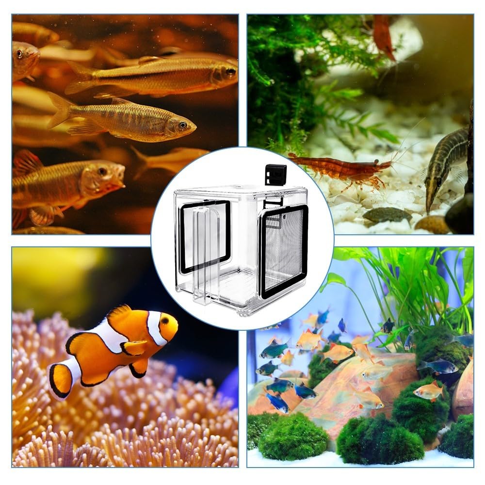 DONGKER Boîte D'élevage de Poissons D'aquarium,15,2 X 15,2 X 15,2 cm Boîte D'élevage de Poissons,Boîte D'isolement D'élevage de Poissons Transparents en Acrylique avec Crochet pour Bébé Poisson