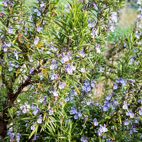 Miniatura 4 de 2 plantas de romero vivas, de 3 a 6 pulgadas de alto, plantas de romero vivo en interiores, exteriores, planta viva de romero