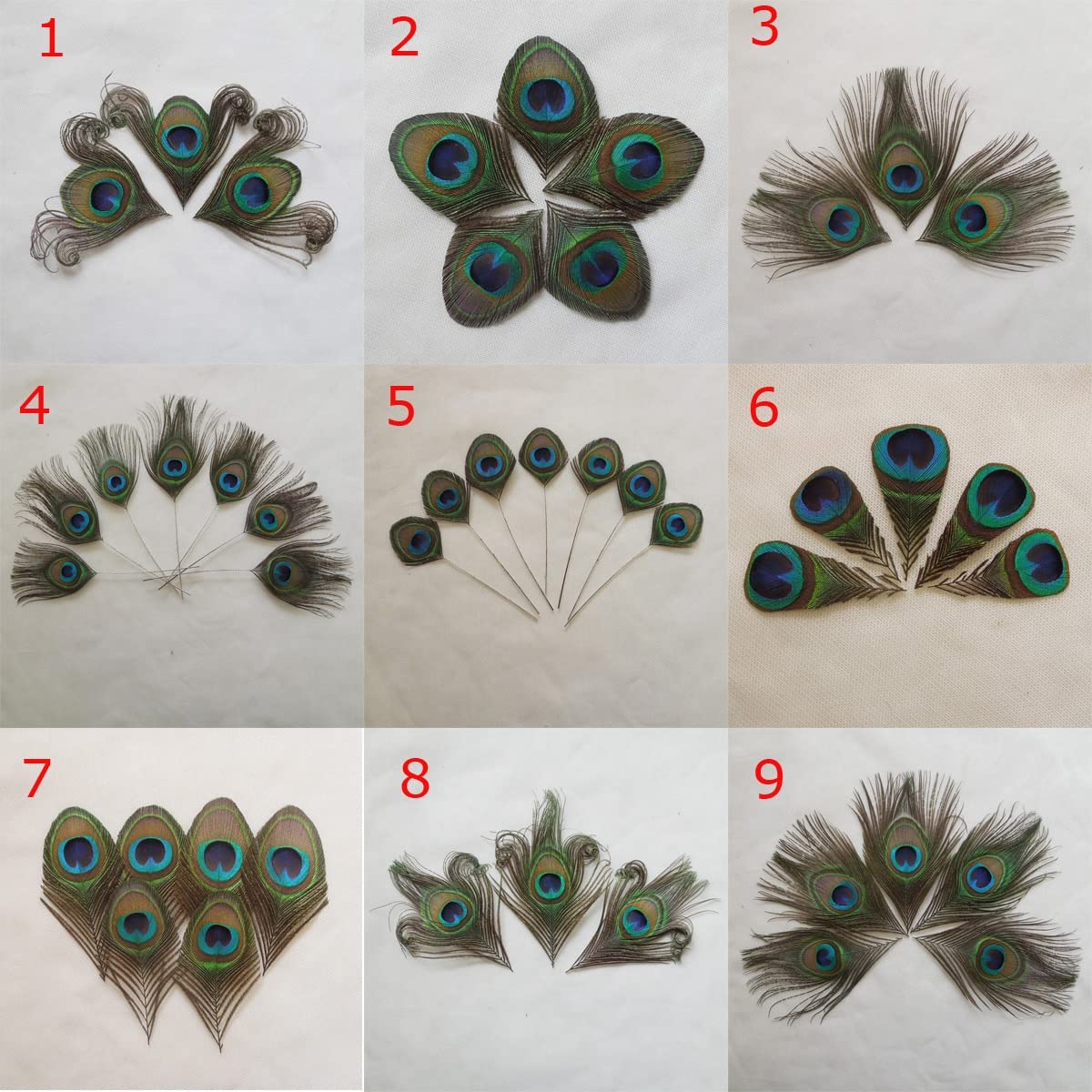 Pióra z pióra pawia, Opakowanie 10 naturalnych przyciętych piór pawich oczu, 6-18 cm(10)