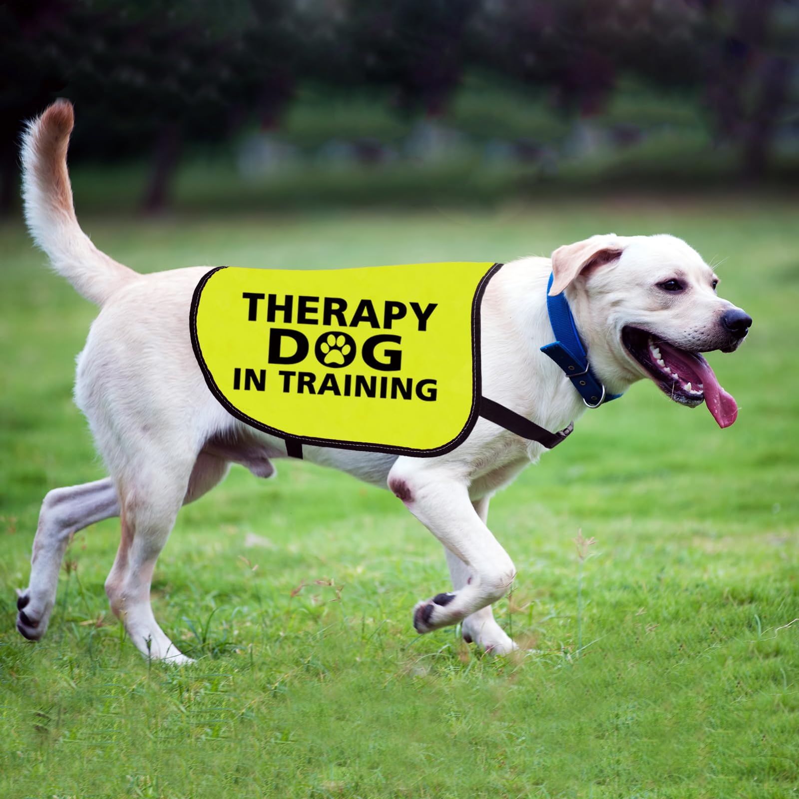 Lustige Hundejacke Mit Aufdruck „Please Ask Me To Sit Before Petting“ – Für Trainingshunde, Größe M