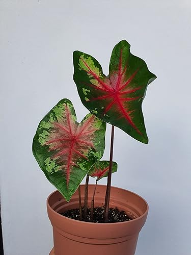 Miniatura 2 de Caladium Flatter Me (3 bombillas) - Planta de interior fácil de cultivar para interiores y exteriores, bulbo de flor perenne listo para plantar
