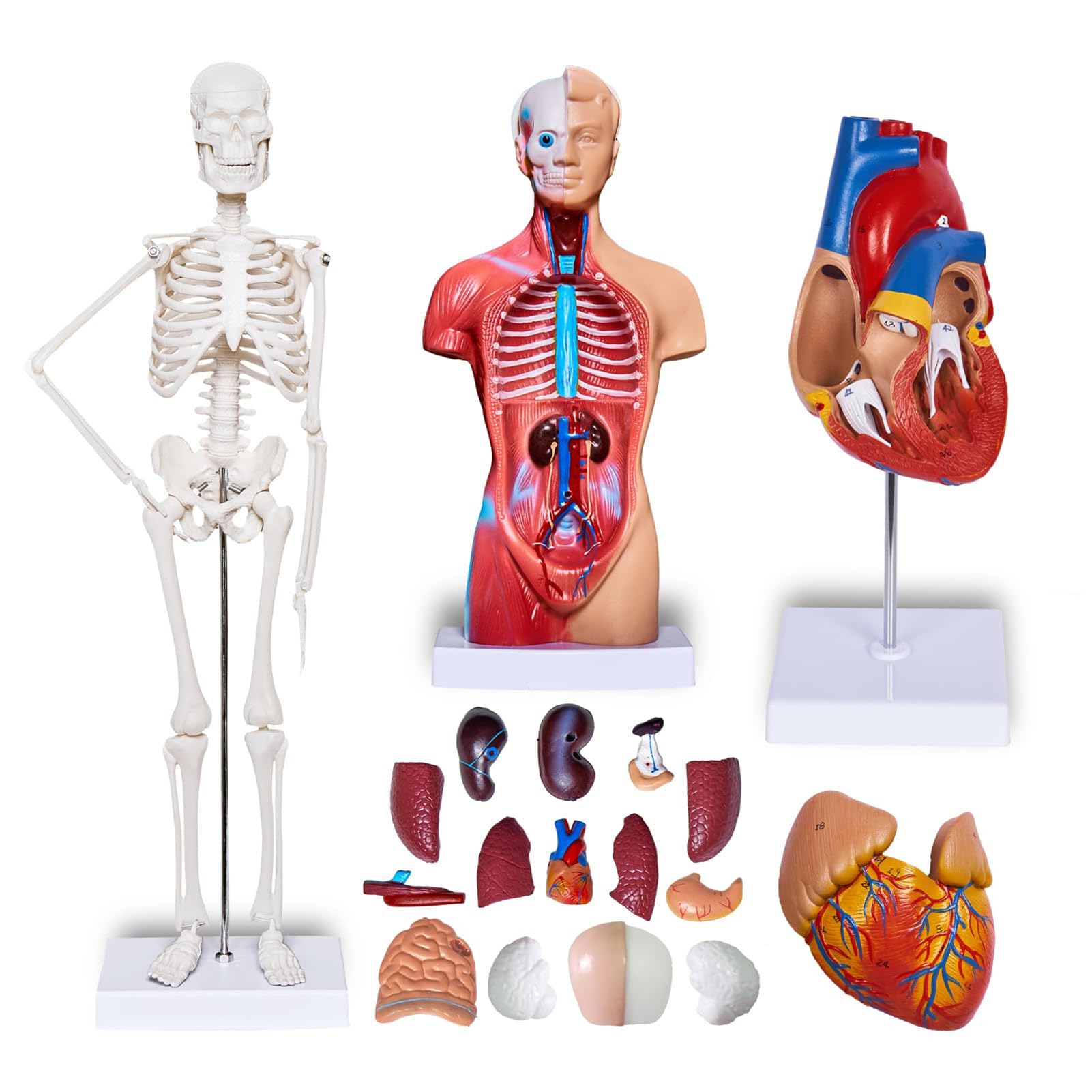 Zestaw Modeli Ciała Ludzkiego Odpinany Szkielet Tułowia Zestaw Anatomiczny Serca do Nauczania Medycznego Materiał PVC Przyjazny dla środowiska dla Kursu Zdrowotnego