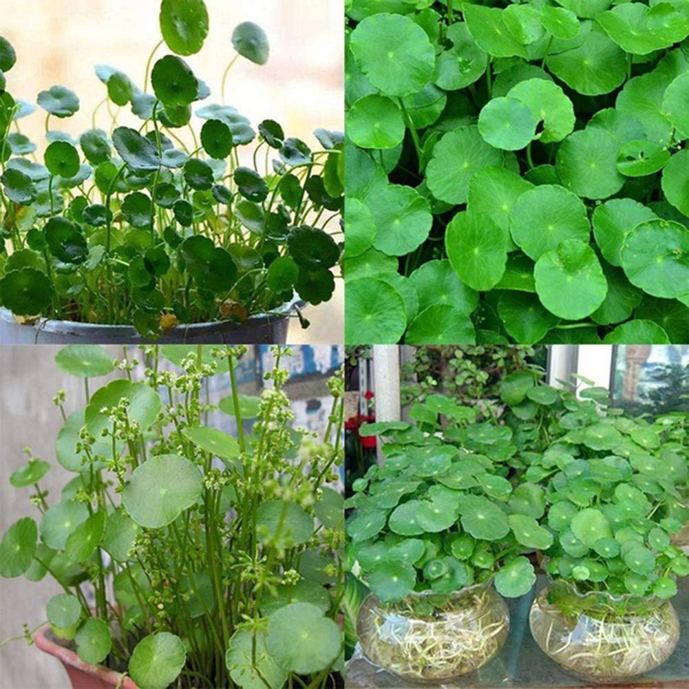 50 Pcs Dichondra Pistia Graines Jardin Étang Plantes Piscine Aquarium Réservoir Décoration Graines de Pistia