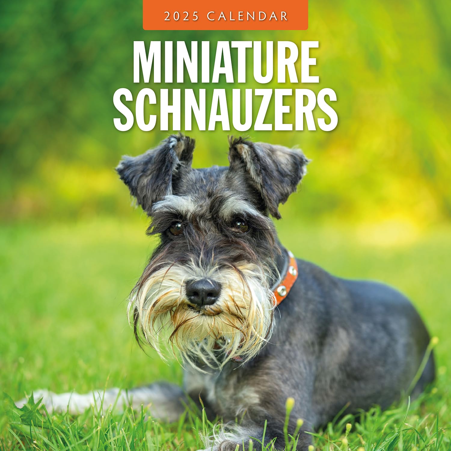 Miniature Schnauzer - 2025 Square Wall Calendar - by Red Robin Publishing