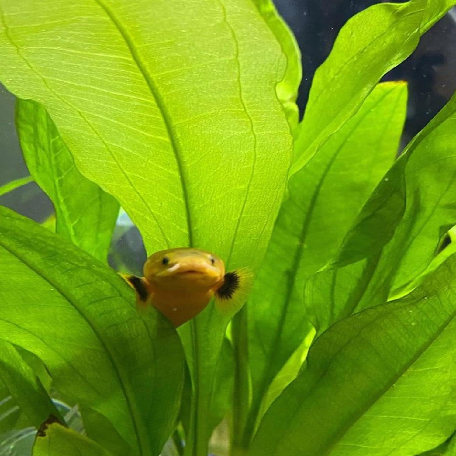 Greenpro | Amazon Sword Mother XXL Echinodorus Bleheri Freshwater Live Aquarium Plants Midground for Fish Tank Decoration