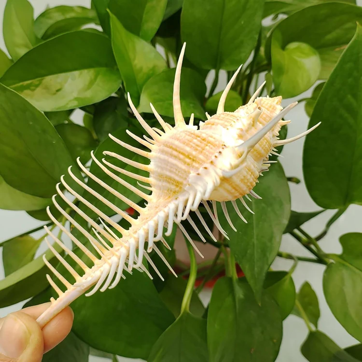 Shells for Crafts,1Pcs 12cm Natural Murex Pecten Seashell Venus Comb Murex Snail Shell Fish Tank Ornaments Home Craft Furnishing Ocean Sea Decor
