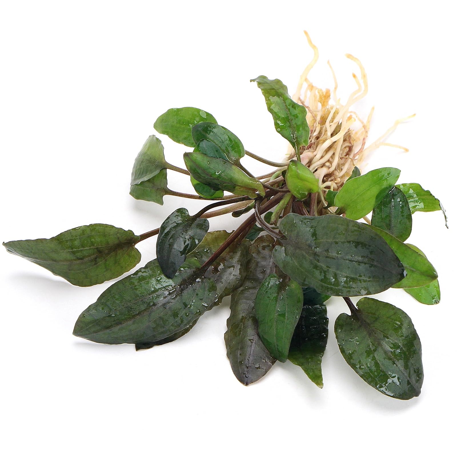 K2AQUA Cryptocoryne Tropica Live Aquarium Plant Compact Wavy Green Brown Leaves Easy Care Low Maintenance Foreground Midground Freshwater Tank Natural Decoration Beginner Friendly