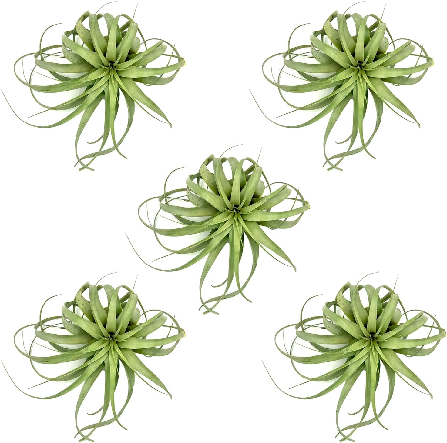 ragnaroc Live Air Plant - Tillandsia Xerographica, Jumbo 6-9” - 2 ct - Ideal for Gifts & Presents, Live Indoor Plants & Live House-Plants – Live Plants for Home décor