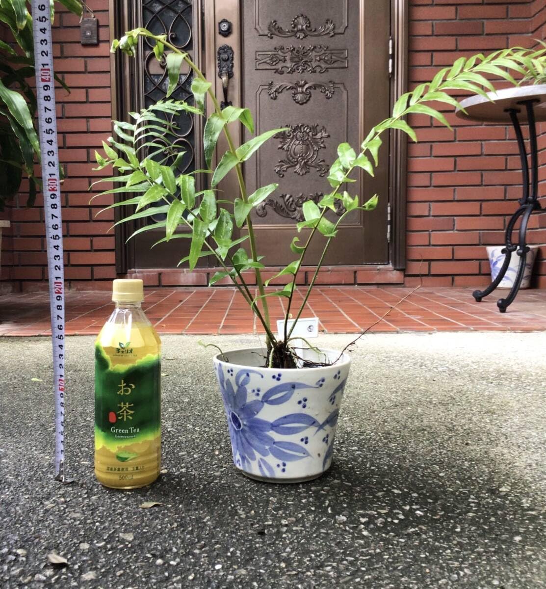 Amazon.co.jp: ポットごと宅急便発送！沖縄県産ホウビカンジュ⑤（鳳尾