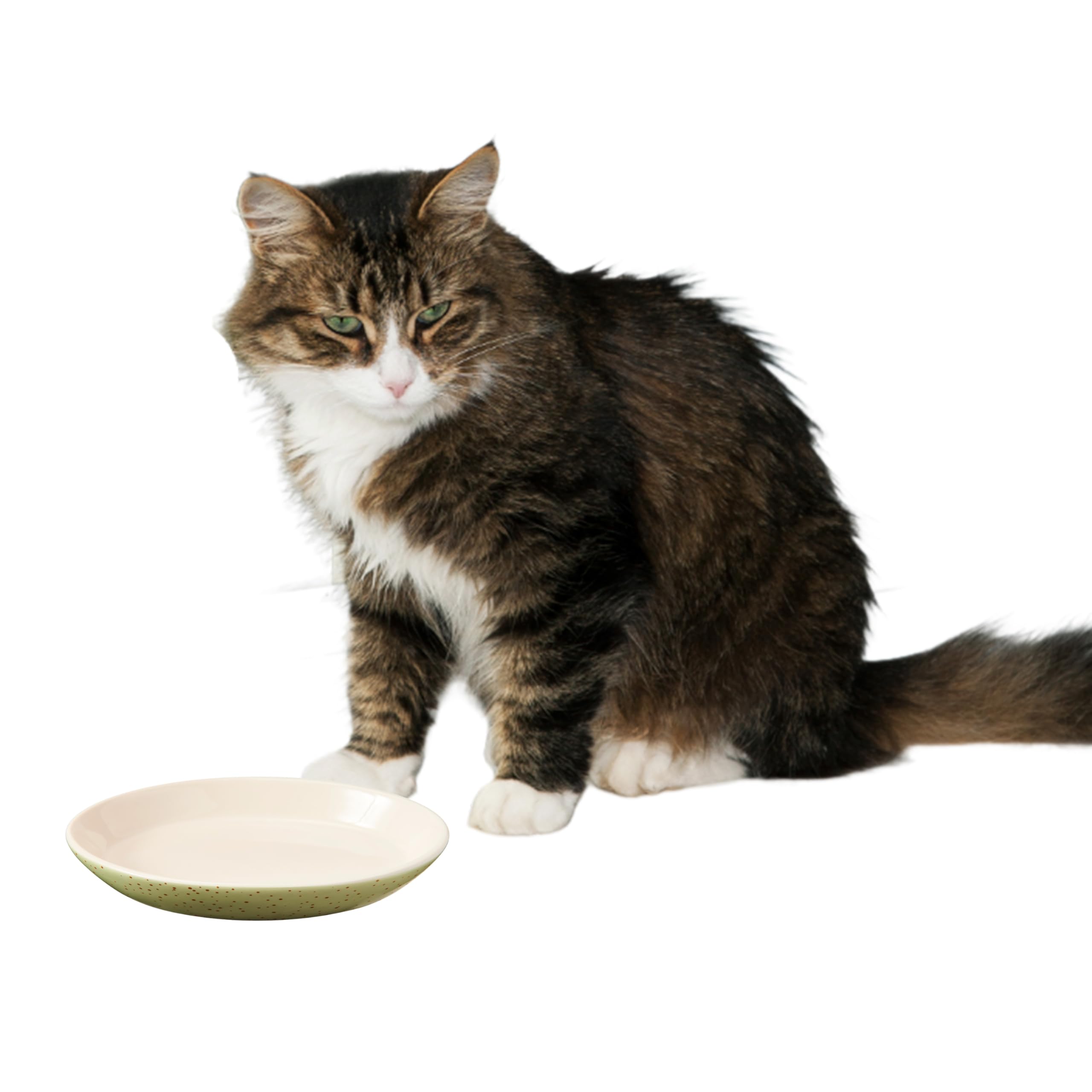 SPOT Speckled Oval Cat Food Dish - Ceramic Plate with Low Edges, Saucer with Whisker-Friendly Shape and Low Profile Sides, Ideal for Wet or Dry Cat Food, Dishwasher Safe- 6 inch- 1 Cup (8Oz)