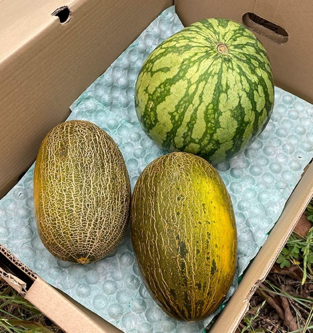 Caja 1 sandía rayada y 2 melones piel de sapo | Comprar sandía rayada 6kg y melones piel de sapo 2,70kg cada pieza. Fruta directa del agricultor de Castellón (España)