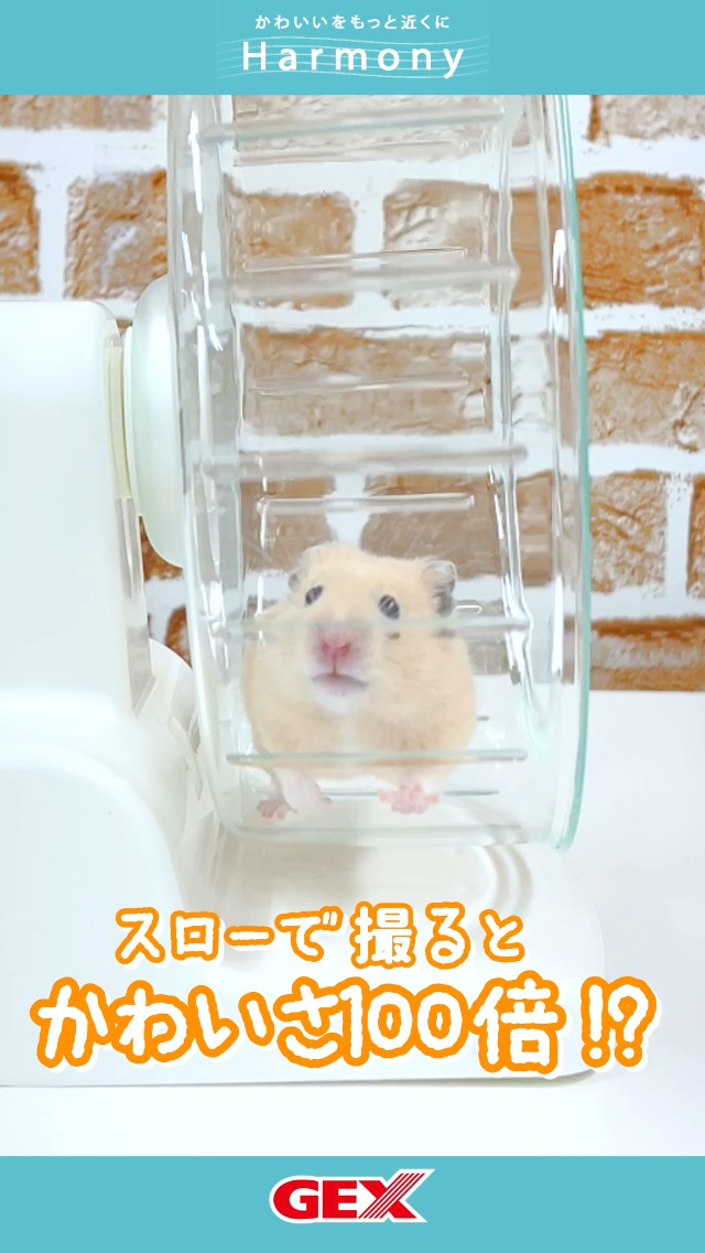 Amazon.co.jp: ジェックス Harmony ハーモニーホイール 静音べアリング