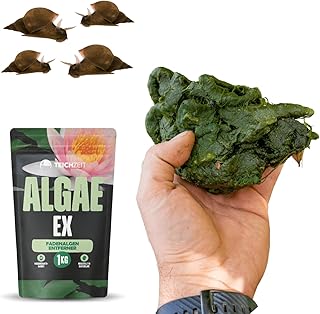 Anti-Fadenalgen-Paket | Teichpflege-Set für Gartenteich & Fischteich | Effektiv gegen Fadenalgen | 1x Teichzeit AlgaeEx Fadenalgen Stopp & 10x Spitzschlammschnecken