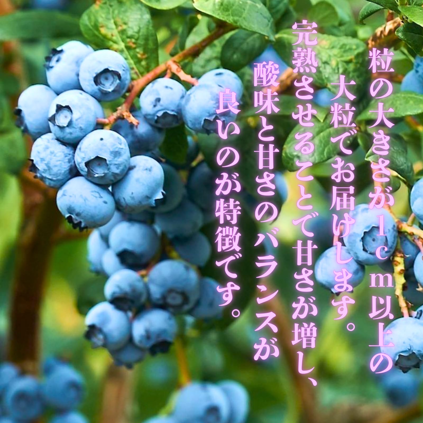 Amazon | 訳あり 冷凍ブルーベリー 1kg 国産 100％ 一粒1㎝以上