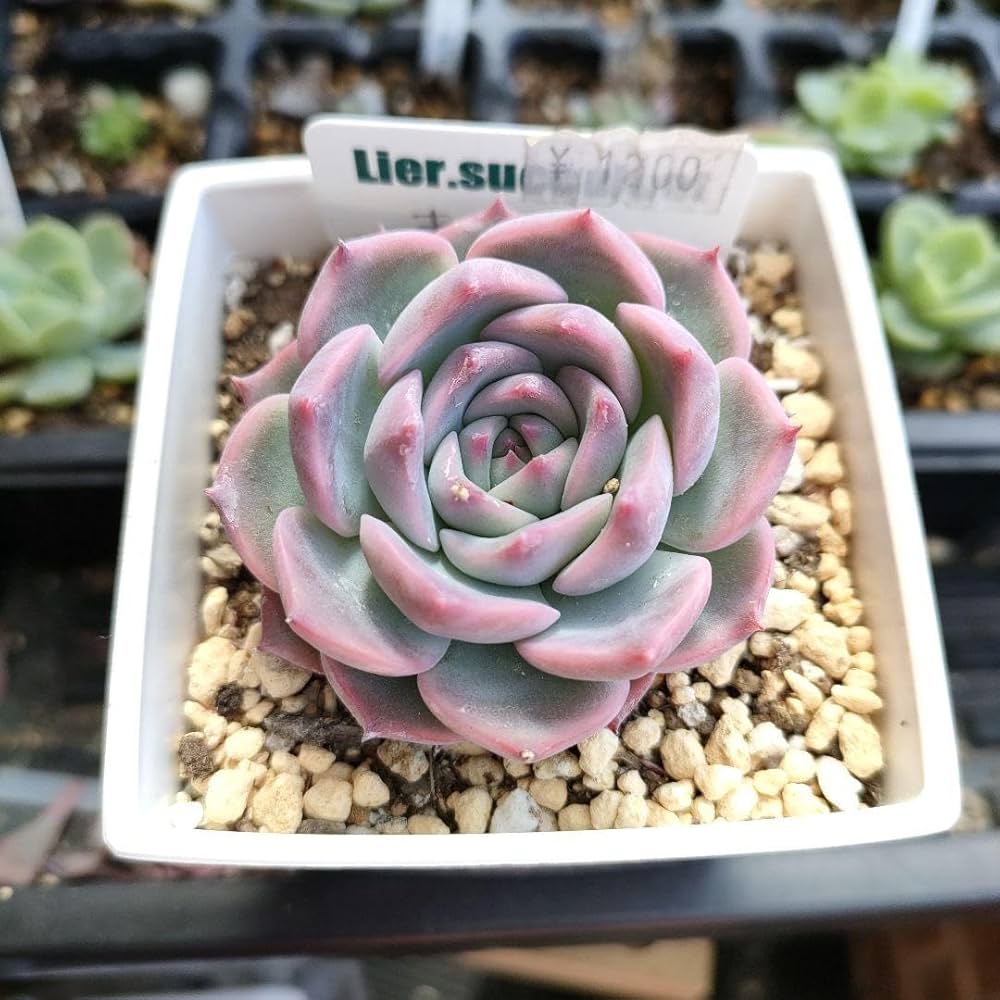 Amazon.co.jp: 多肉植物 キャラリアン リエール苗 : ホビー