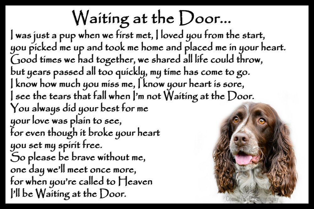 Countrystyle Gifts Multicolor Springer Sprocker Spaniel Pet Dog Memorial - Waiting At The Door
