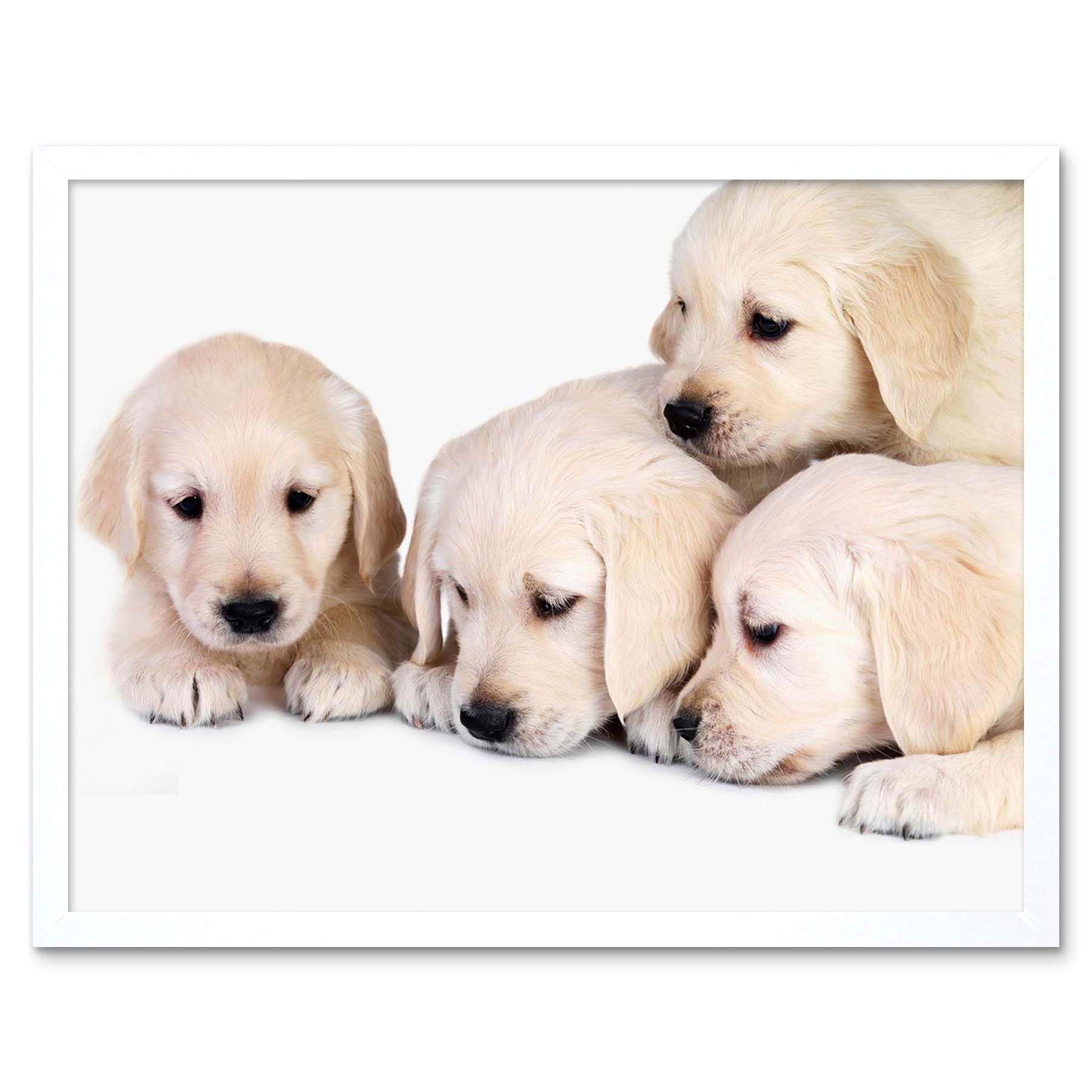 Wee Blue Coo Puppys Baby Golden Retriever Dogs Pets Art Print Framed Poster Wall Decor 12X16 Inch