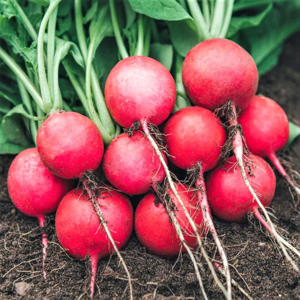 GROMAX India Red Round Radish Plant Seeds for Home Gardening | Summer Fresh Gardening Vegetable Seeds Planting Raddish Seeds for Kitchen Garden | "Hybrid" Mooli Seeds (Red, Round Radish)