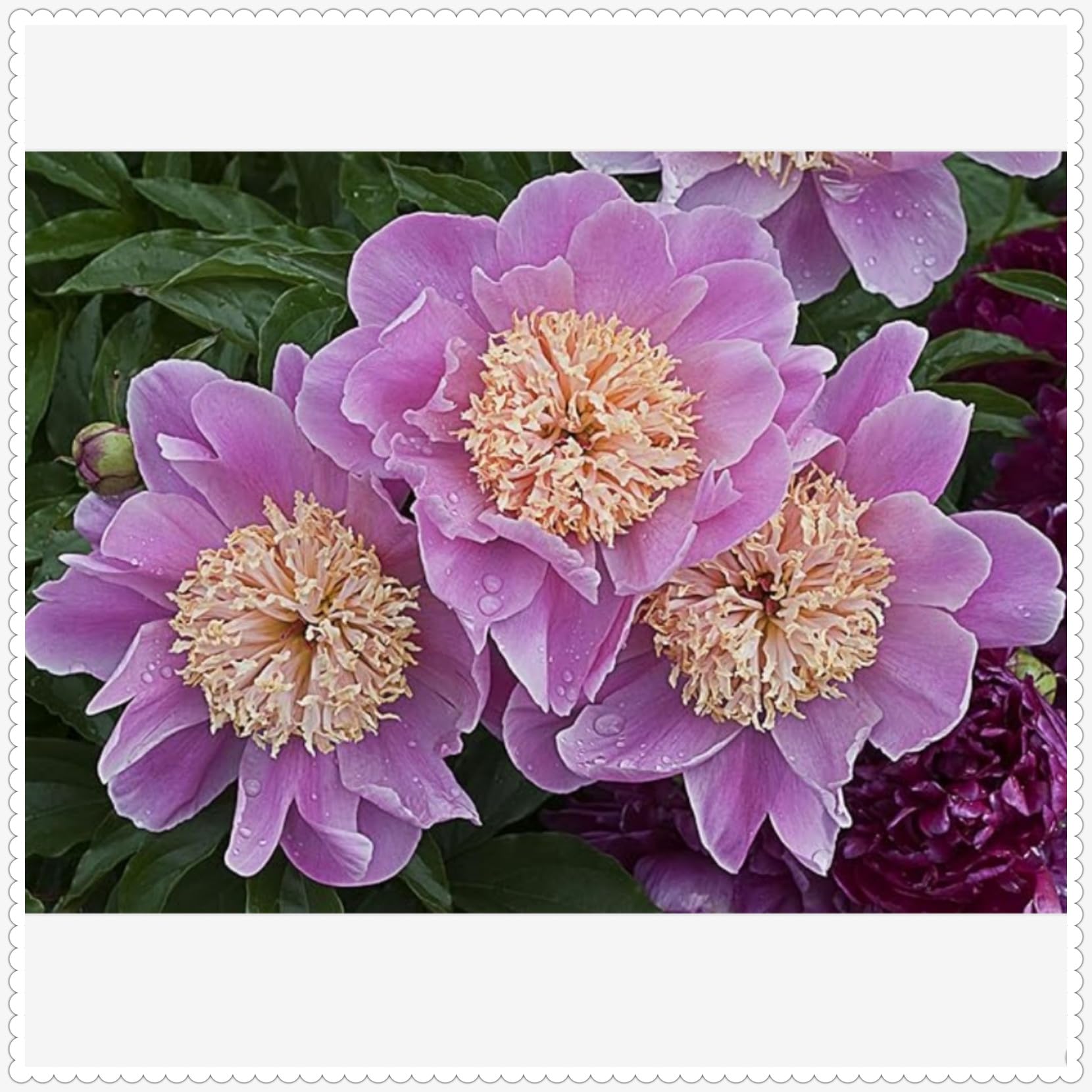 Stunning Peony Bulbs Mix for Planting Now UK/Natural Organic/Strong Plants That Grow Well/Good for Containers/Greening Flower/Cut Flowers/Wedding Flowers.-3bulbs-J โ image 1